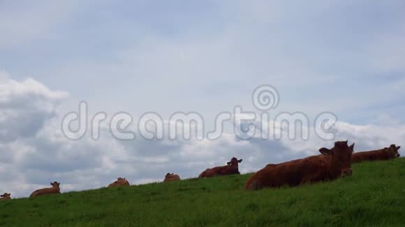 在美丽的田野里休息奶牛视频的预览图