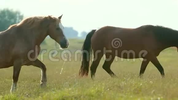 非常漂亮的两匹马棕色在田野上吃草吃青草视频的预览图