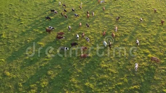 在绿色的夏季傍晚草地上的大型奶牛群视频的预览图