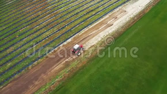 一辆拖拉机在浆果农场的田地里工作空中镜头视频的预览图