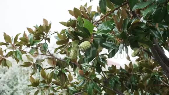 雨中滴着水滴的玉兰花蕾视频的预览图