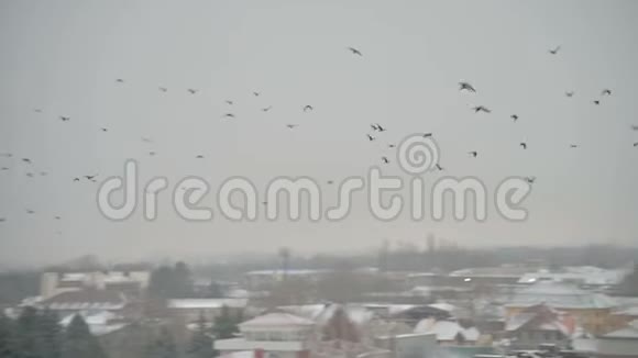 在阴天一群鸟在一个小镇的的私营部门飞来飞去视频的预览图