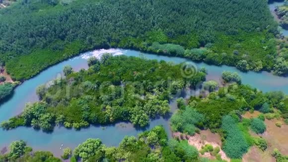 奇妙的大自然红树林森林荒野视频的预览图