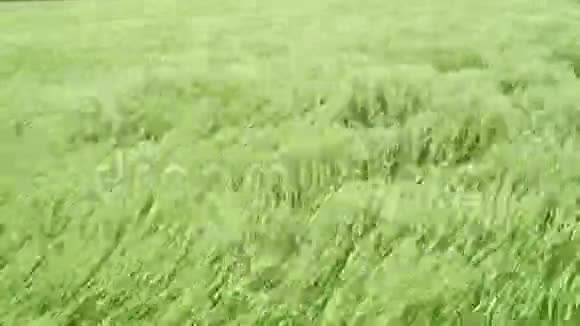 年轻的绿色麦田在狂风中摇曳视频的预览图