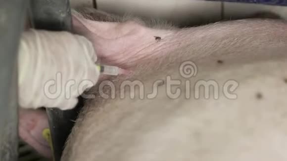 猪用疫苗猪热兽医罗比特猪苗特写视频的预览图