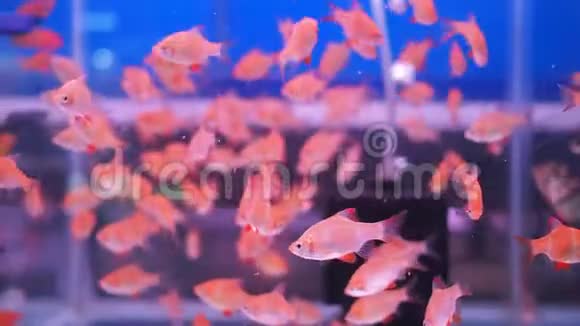 小橙色的鱼群在鱼缸里游泳视频的预览图