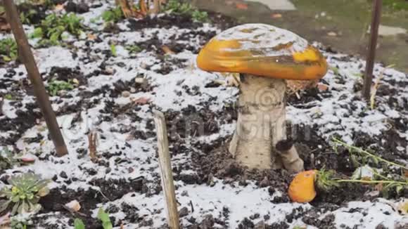 冬林中的大蘑菇冷冻植物视频的预览图