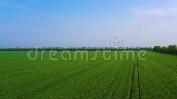 绿色小麦或黑麦春田的鸟瞰图农业概念视频的预览图