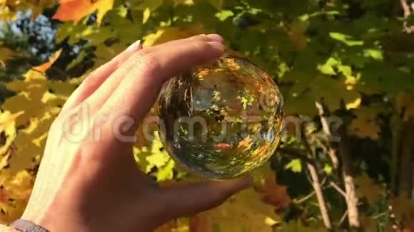 秋天的森林美景金色的树叶太阳光束女性手握水晶球视频的预览图
