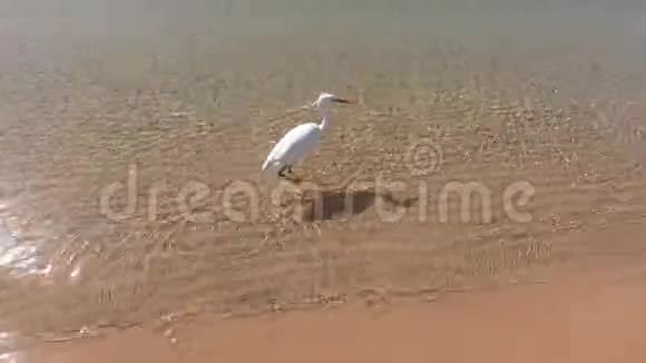 白鹭鸟在沙滩上散步视频的预览图