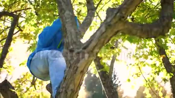 一个孩子爬上一棵树采摘浆果阳光明媚的日子视频的预览图