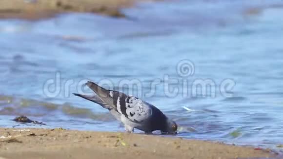 一只鸟一只岩石哥伦比亚利维亚站在沙质的海岸上喝水视频的预览图