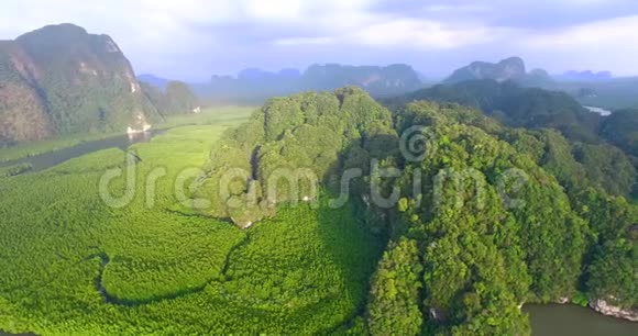 奇妙的大自然红树林森林荒野视频的预览图