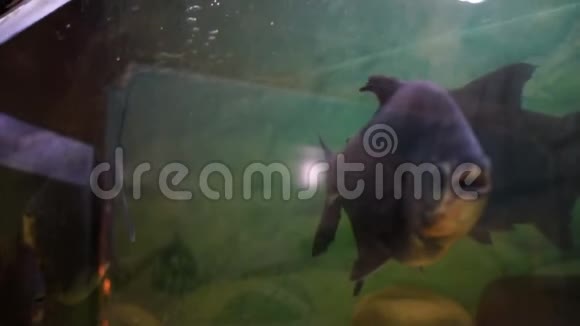 不同品种的五颜六色的鱼在水族馆里游泳视频的预览图