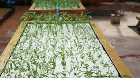 长方形木箱配备灌溉系统青苗绿植生长健康生态的概念视频的预览图