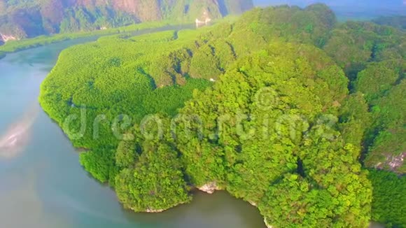 奇妙的大自然红树林森林荒野视频的预览图
