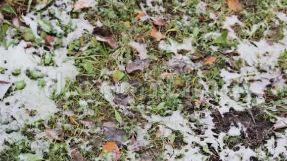 雪下的草花园里的冷冻植物天气变化视频的预览图