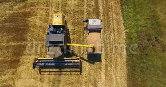 上景特写黄色的强力收割机将聚集在金色麦田上的小麦卸到卡车上视频的预览图