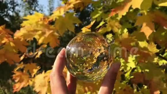 秋天的森林美景金色的树叶太阳光束女性手握水晶球视频的预览图