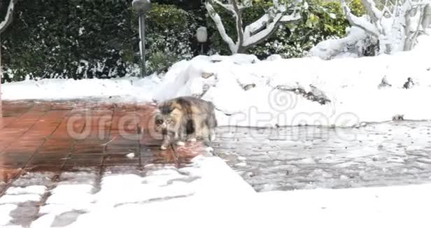 雪地里的西伯利亚猫视频的预览图
