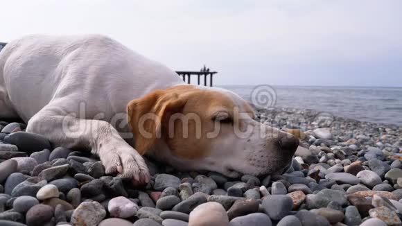 流浪狗躺在海边的石滩上饥饿狂野和不快乐的无家可归的狗视频的预览图