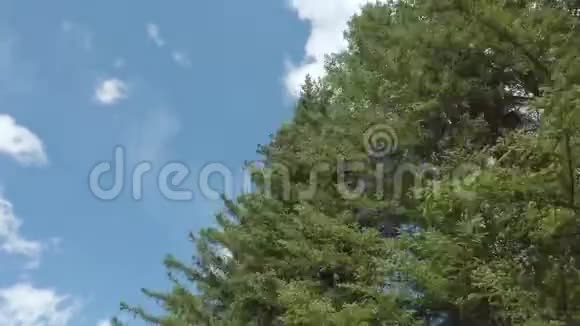 在晴朗的蓝天下穿过树林视频的预览图