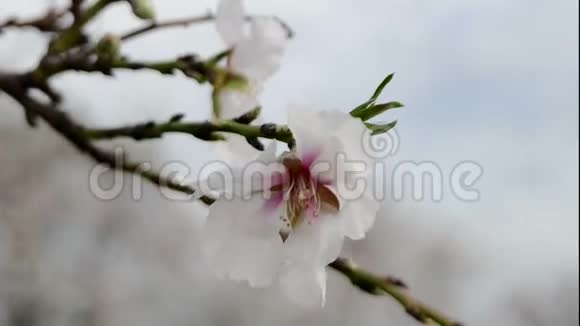 大风天开花的杏仁视频的预览图