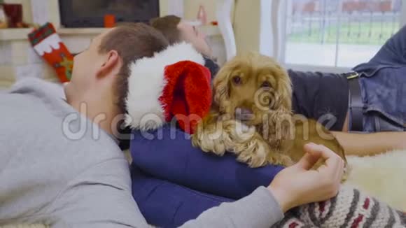 可爱的狗嚼圣诞老人帽子视频的预览图