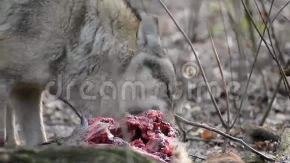 在森林里吃灰狼视频的预览图