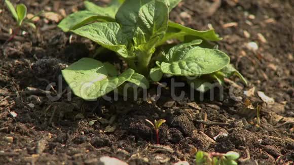 花园土壤中的菠菜植物视频的预览图