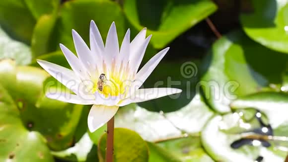 一只蜜蜂在池塘里的莲花周围飞来飞去闭着蜜蜂愉快地吮吸着白色紫色百合花的花蜜花粉视频的预览图