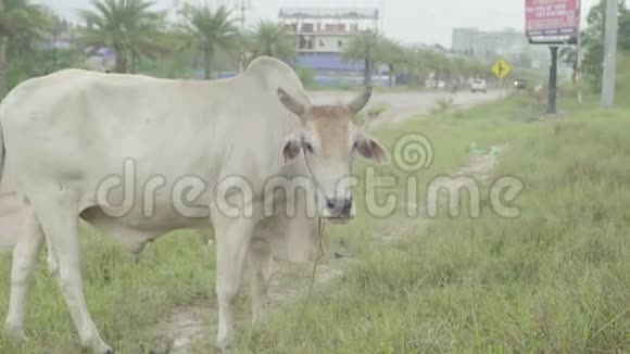 西哈努克城街上的牛柬埔寨亚洲视频的预览图