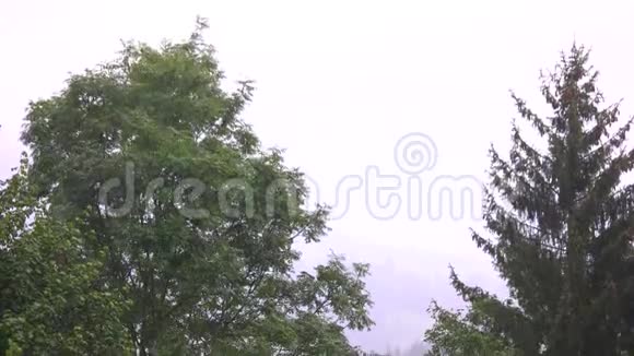 大雨背景上有绿树视频的预览图