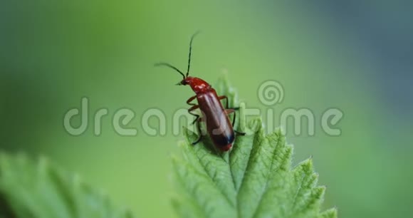 红甲虫从花园里的绿叶中飞翔视频的预览图