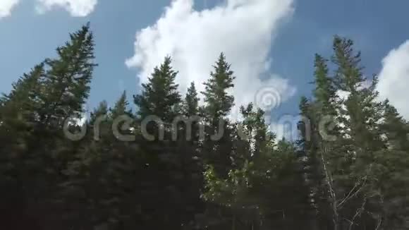 在晴朗的蓝天下从里面移动汽车穿过树木带着一些云视频的预览图