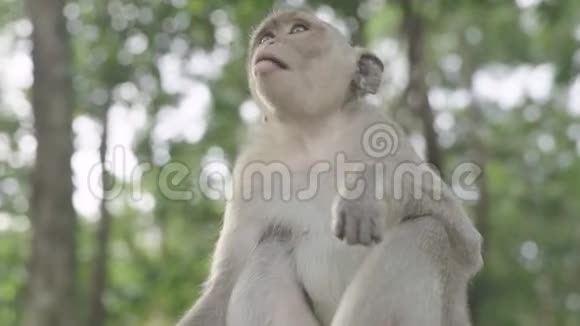 猴子特写西哈努克城柬埔寨亚洲视频的预览图