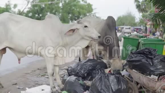 一头牛在西哈努克城的街道上吃垃圾柬埔寨亚洲视频的预览图