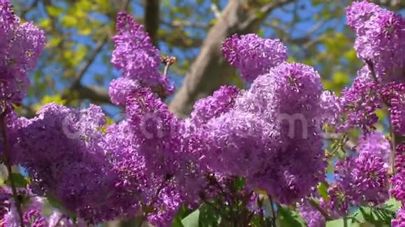 盛开的春天紫丁香视频的预览图
