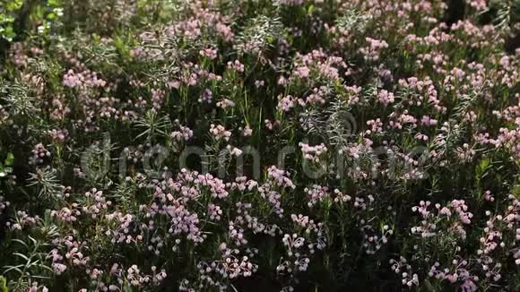 仙女座菌株polifolia夏日的迷迭香花在亚马尔视频的预览图