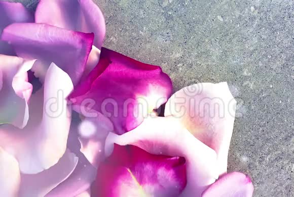 玫瑰花瓣粉红色浪漫的波克混凝土视频的预览图