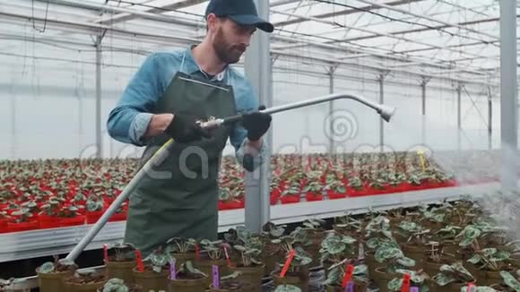快乐的雄性园丁水域植物和花与Hosepipe在阳光工业温室视频的预览图