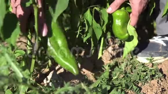 一个农民在阳光明媚的日子里从植物中采摘有机青椒的手视频的预览图