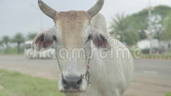 西哈努克城街上的牛柬埔寨亚洲视频的预览图
