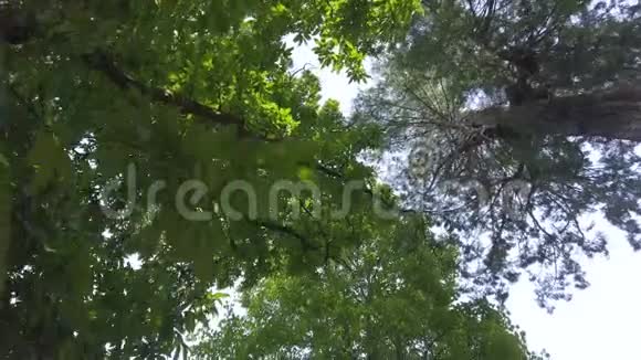 在加拿大温哥华的斯坦利公园树下漫步视频的预览图