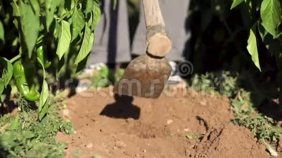 人类Hoing菜园土壤慢镜头视频的预览图