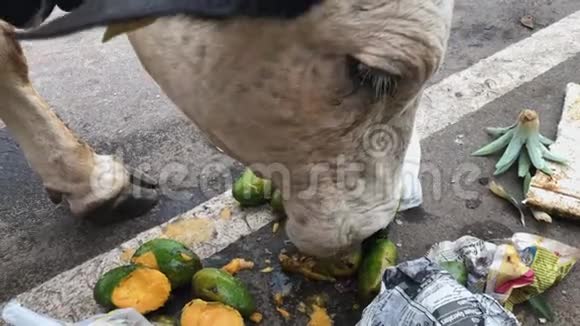 一头牛从巷道上的垃圾袋里吃芒果视频的预览图