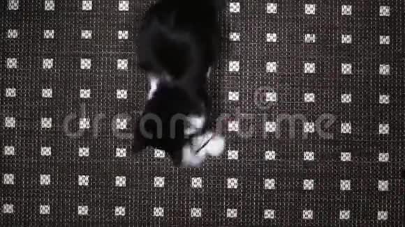 黑白相间的小猫躺在地板上玩绳子上有玩具视频的预览图