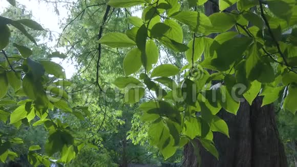 加拿大温哥华市夏季白天公园里绿树的POV斯坦利公园视频的预览图