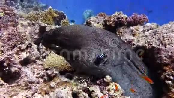 海鳗视频的预览图