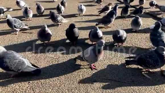 一群鸽子在公园里散步漂亮的鸽子特写城里的灰鸽子视频的预览图